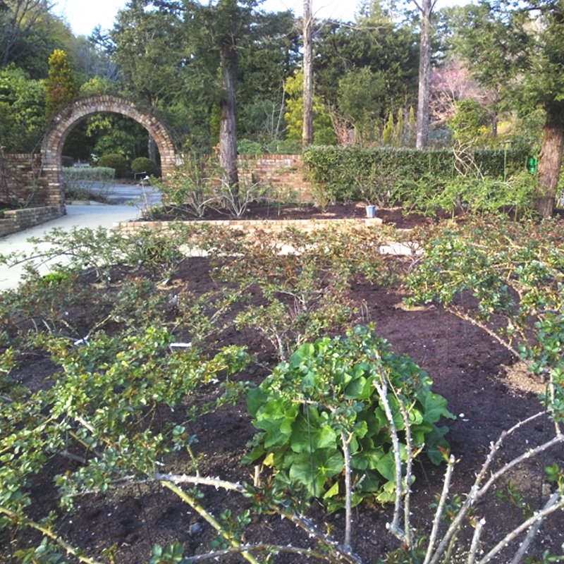 バラの誘引に魔法のスティック！ローズスタイリストRS－3（30cm×5本