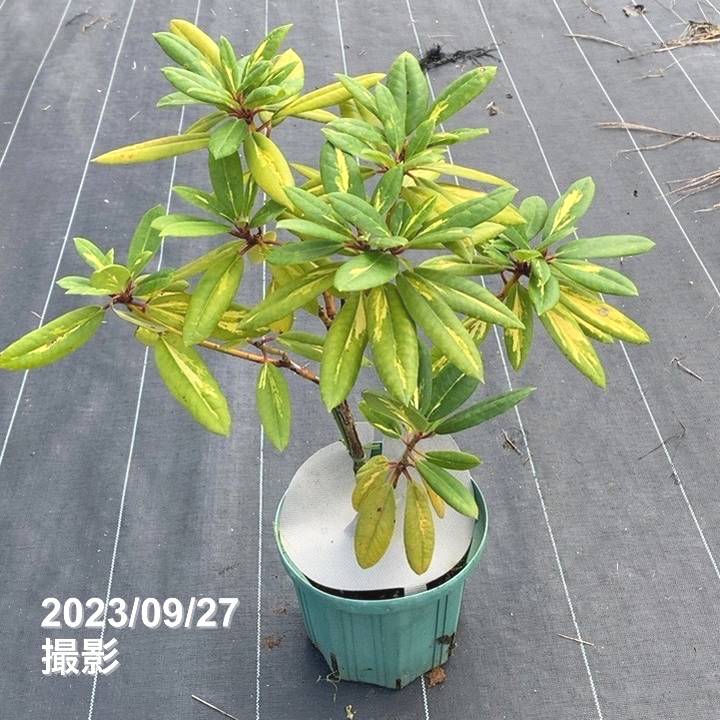 決算P5倍！10%OFF！8/2まで】激レア！シャクナゲ スーパーローディー 6