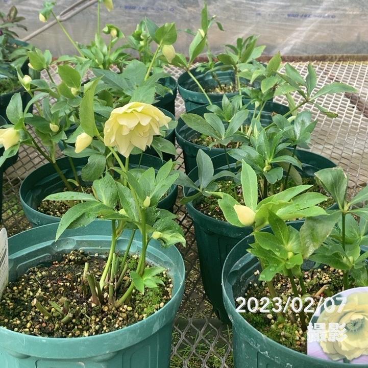 クリスマスローズ 伊勢みやび 7号 陽光 ※開花見込み株｜山野01-D1