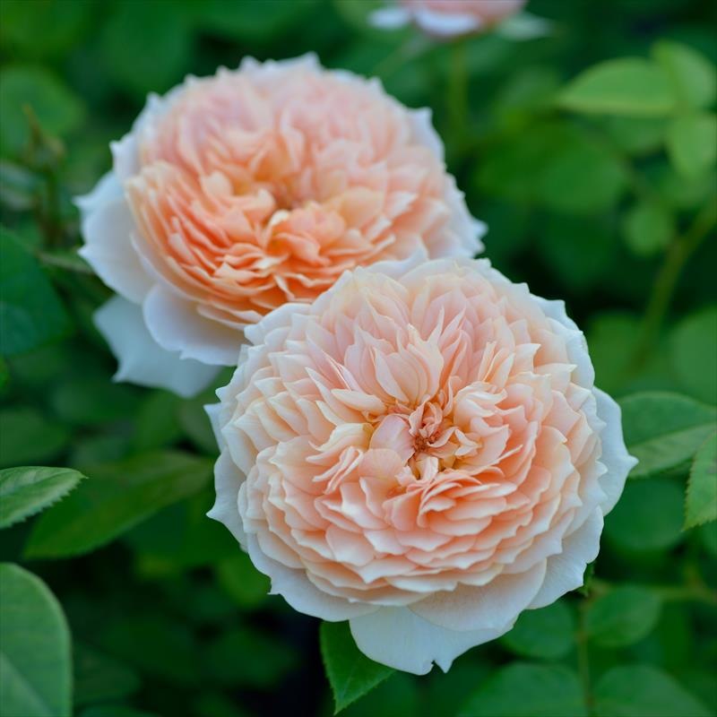 バラ大苗 マリー・ルイーズ・ドゥ・ラ・ラメー 7号 ヤンスペック