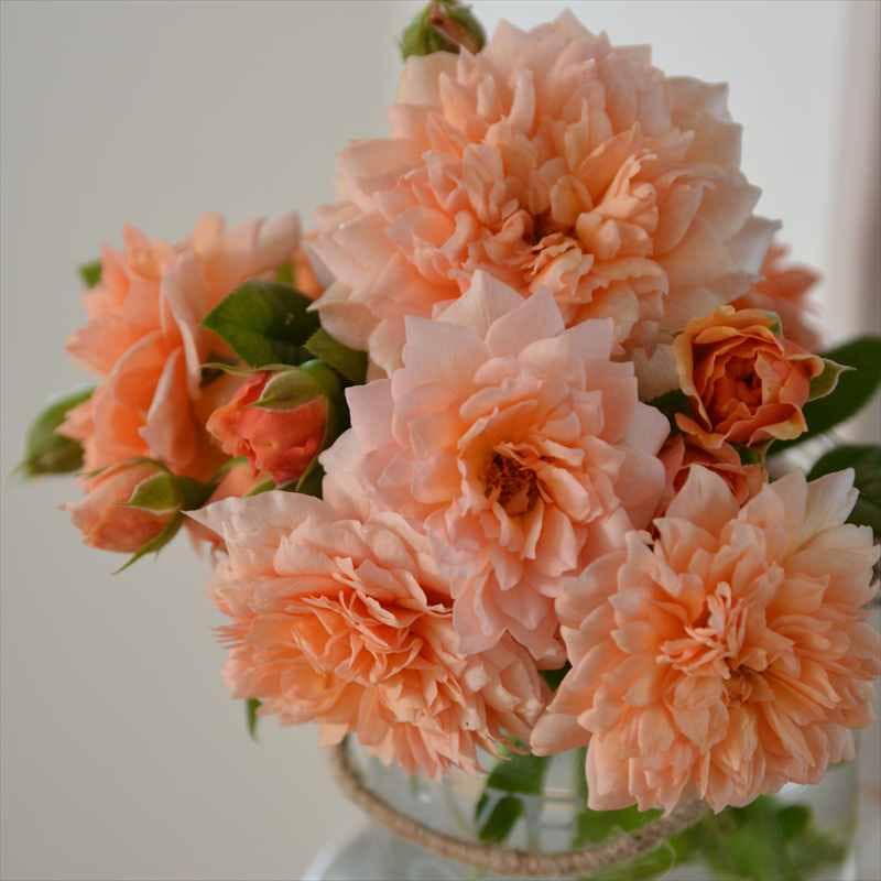 バラ大苗 マリー・ルイーズ・ドゥ・ラ・ラメー 7号 ヤンスペック