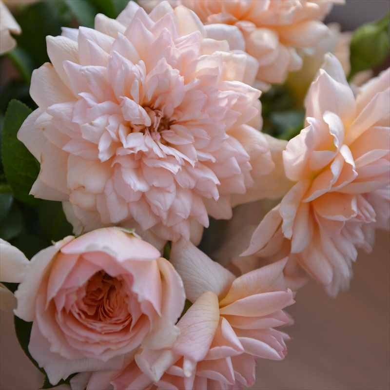 バラ大苗 マリー・ルイーズ・ドゥ・ラ・ラメー 7号 ヤンスペック