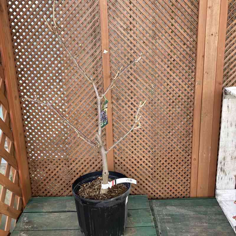 たおやかに咲く日本の藤(フジ)八重黒龍(花芽付き)8号|花木04-PA