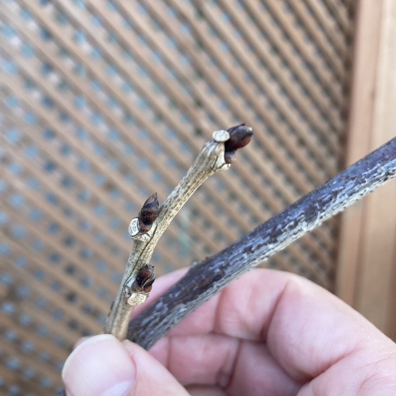 たおやかに咲く日本の藤(フジ)八重黒龍(花芽付き)8号|花木04-PA