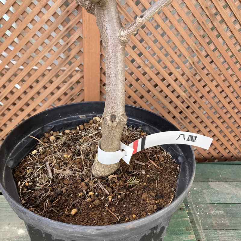 たおやかに咲く日本の藤(フジ)八重黒龍(花芽付き)8号|花木04-PA