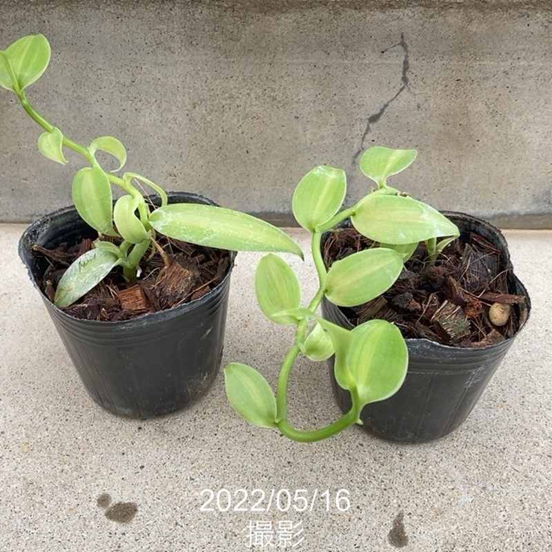 室内観葉 バニラ 3号×2株セット｜観葉02-D2 | 観葉・多肉 | 赤塚植物園