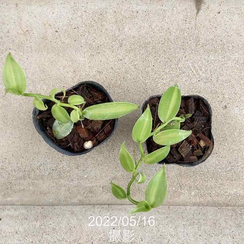 室内観葉 バニラ 3号×2株セット｜観葉02-D2 | 観葉・多肉 | 赤塚