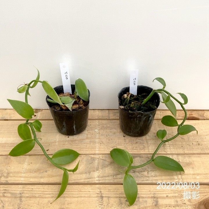 和バラニ苗 楽天市場】【大苗】バラ苗 セシルドゥヴォーランジェ 国産苗 6号