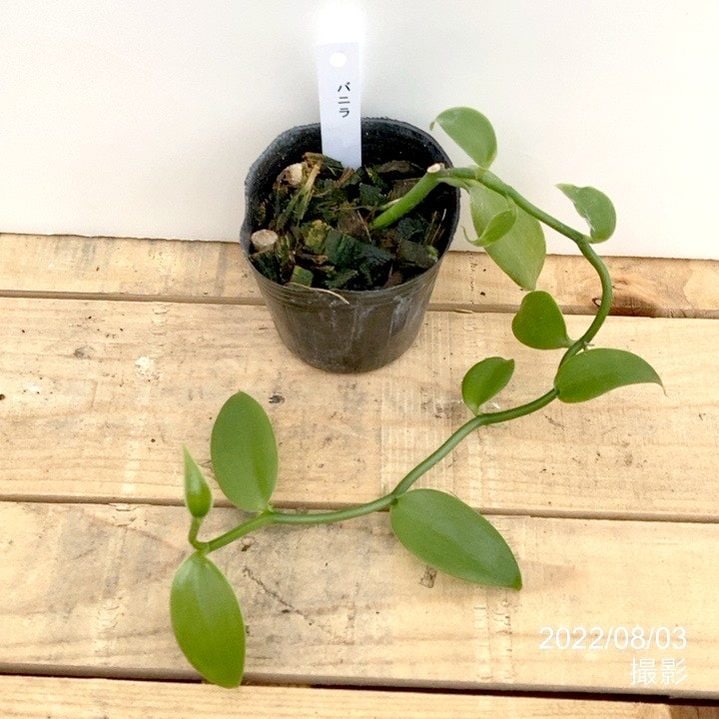 室内観葉 バニラ 3号×2株セット｜観葉02-D2 | 観葉・多肉 | 赤塚植物園