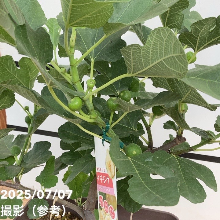 イチジクの木 イチジク ジャンボイチジク 【果樹の苗木 4号／1個売り】｜ 【植物の