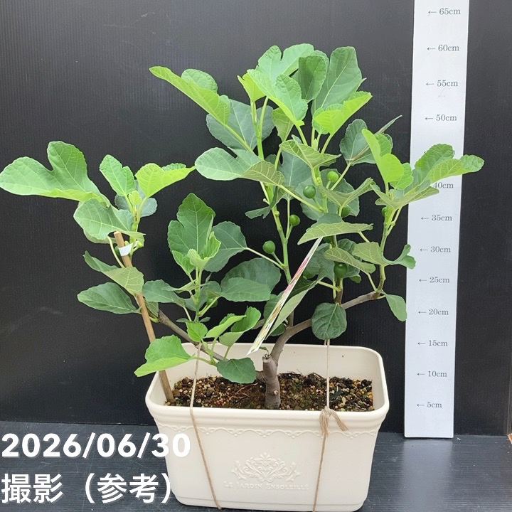 充実株 イシヅキ農園さん イチジク ホワイトイスキア 一文字仕立て
