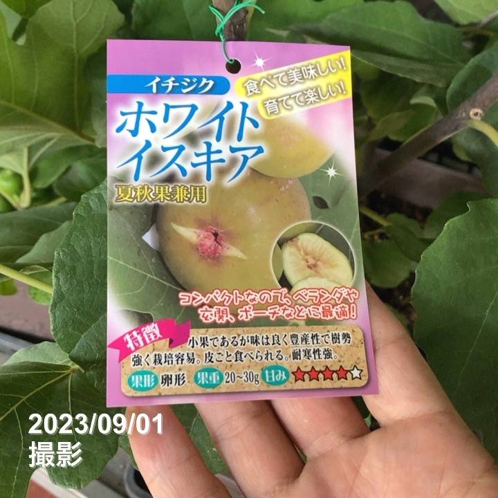 実付き＞充実株 イシヅキ農園さん イチジク ホワイトイスキア