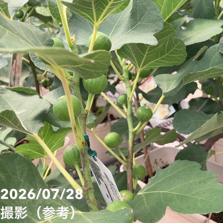 充実株 イシヅキ農園さん イチジク ホワイトイスキア 一文字仕立て