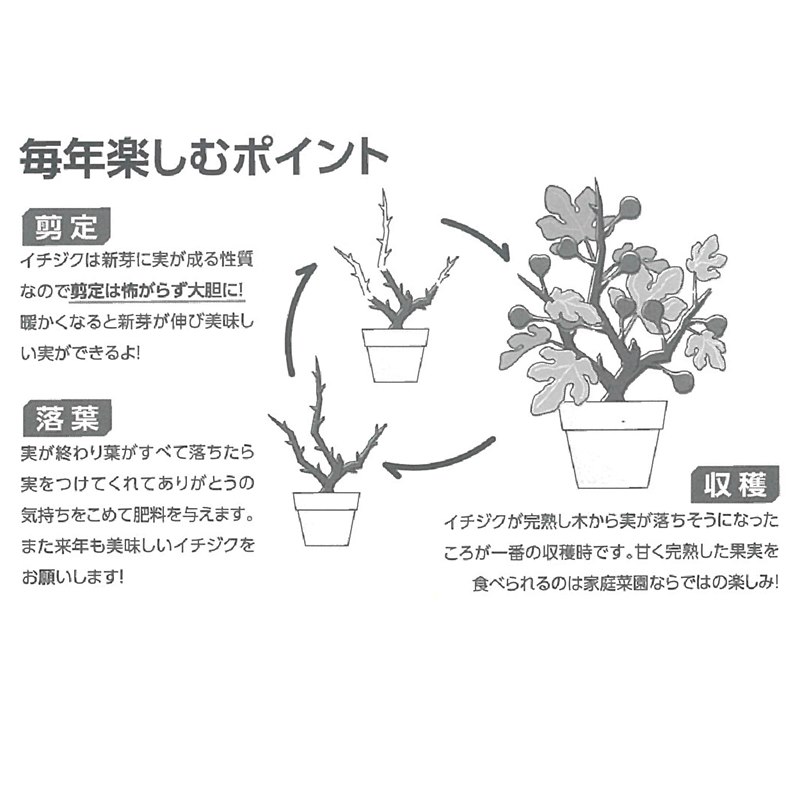 実付き＞充実株 イシヅキ農園さん イチジク ホワイトイスキア 一文字