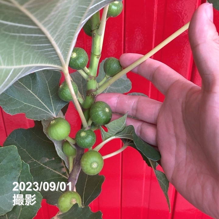 実付き＞充実株 イシヅキ農園さん イチジク ホワイトイスキア 一文字