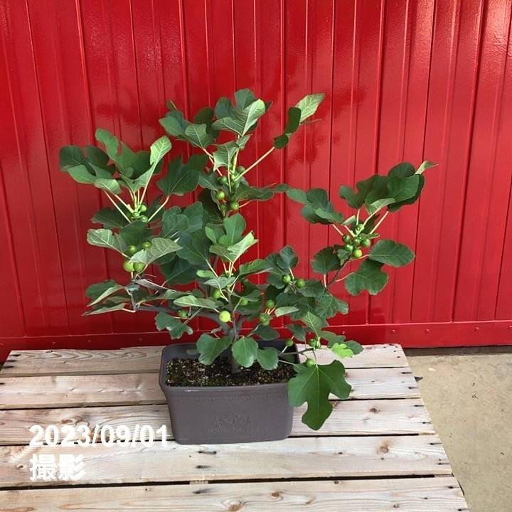 イチジク　苗木 イチジク苗木 「 ホワイトイスキア 」1-116 【公式通販】