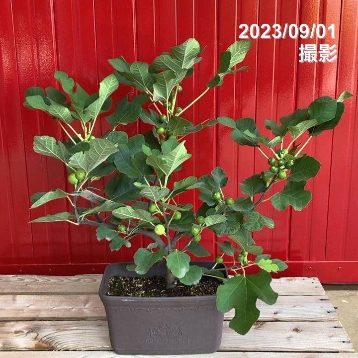 実付き＞充実株 イシヅキ農園さん イチジク ホワイトイスキア 一文字