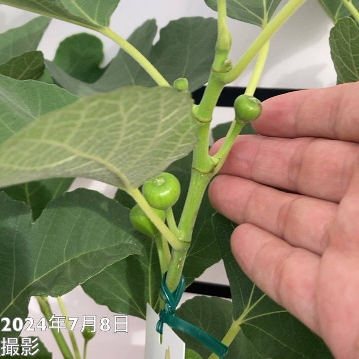 実付き＞充実株 イシヅキ農園さん イチジク ホワイトイスキア 一文字