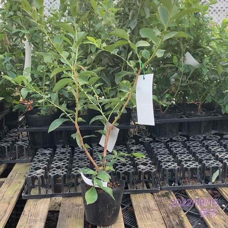 ブルーベリー ラビットアイ系 ベッキーブルー 4.5～5号｜果樹04-PA