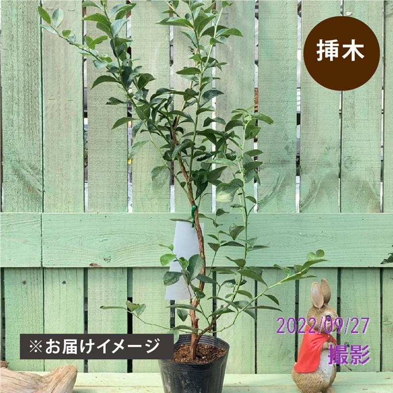 ブルーベリー ラビットアイ系 ベッキーブルー 4.5～5号｜果樹04-PA