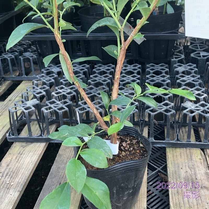 ブルーベリー ラビットアイ系 ベッキーブルー 4.5～5号｜果樹04-PA