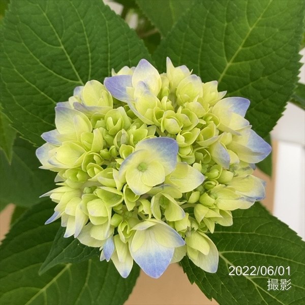 決算P5倍！10%OFF！8/2まで】アジサイ 安行四季咲き 7号大株 スリット
