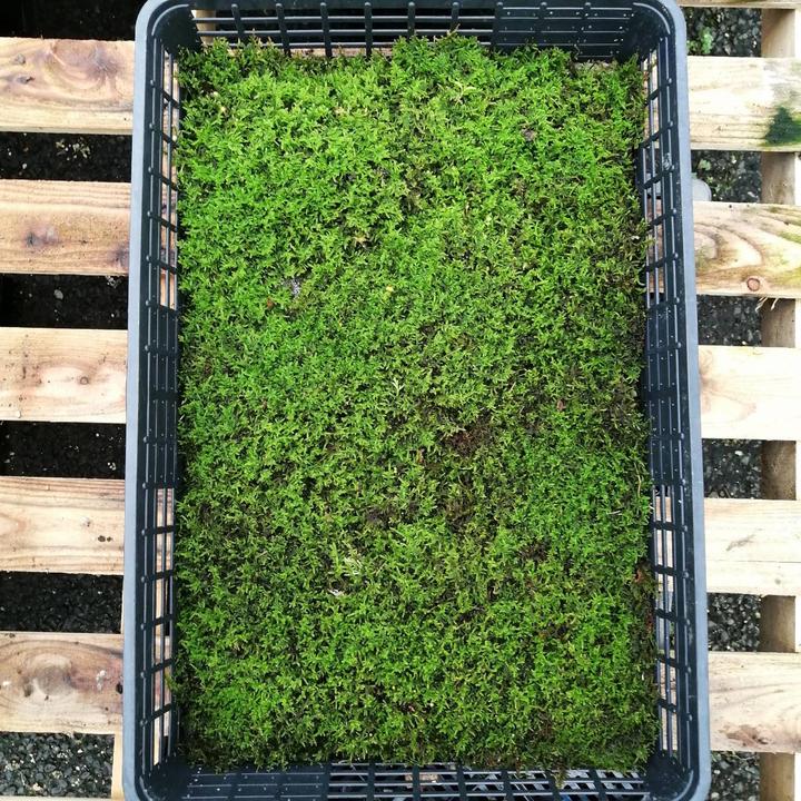 苔トレー ハイゴケ 這苔｜山野04-PA | □キーワードから探す,和・日本