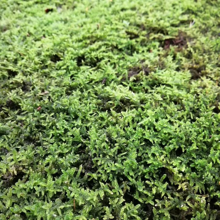 苔トレー ハイゴケ 這苔｜山野04-PA | □キーワードから探す,和・日本