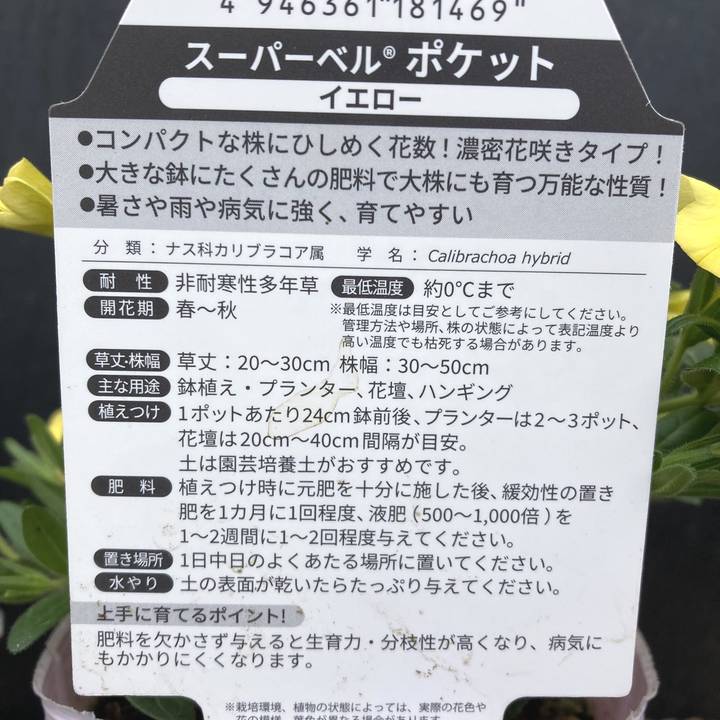 PW スーパーベル ポケット イエロー 3.5号×3株セット｜草花04-PA