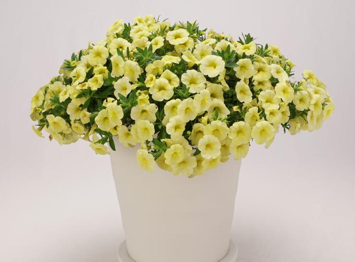 PW スーパーベル ポケット イエロー 3.5号×3株セット｜草花04-PA