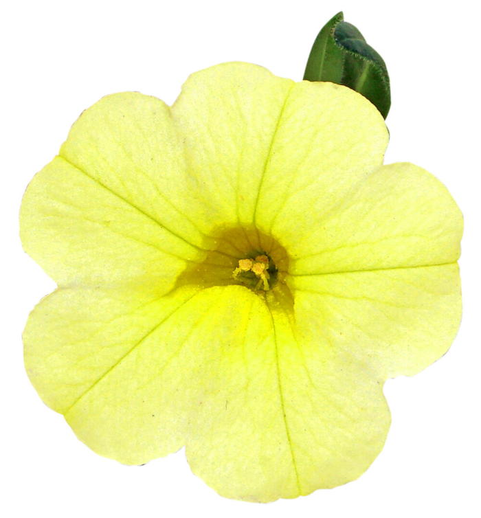 花ページ PW スーパーベル ポケット イエロー 3.5号×3株セット｜草花04-PA