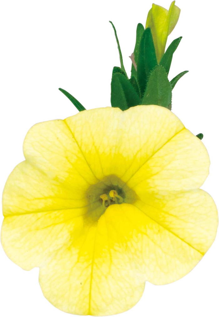 花ページ 八重咲きクレマチス 