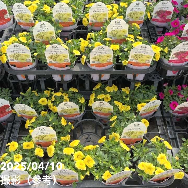 PW スーパーベル ポケット イエロー 3.5号×3株セット｜草花04-PA