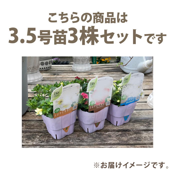 PW スーパーベル ポケット イエロー 3.5号×3株セット｜草花04-PA