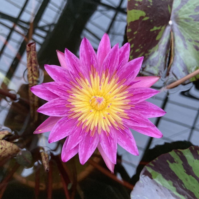 熱帯スイレン 7号 ドリスホルト｜草花01-D1 | 赤塚植物園自社農場,熱帯