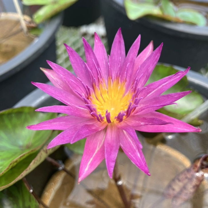 熱帯スイレン 7号 ドリスホルト｜草花01-D1 | 赤塚植物園自社農場,熱帯