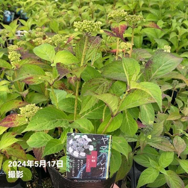 ヤマアジサイ 4号 紅額 ベニガク（35）｜花木01-D1 | 赤塚植物園自社