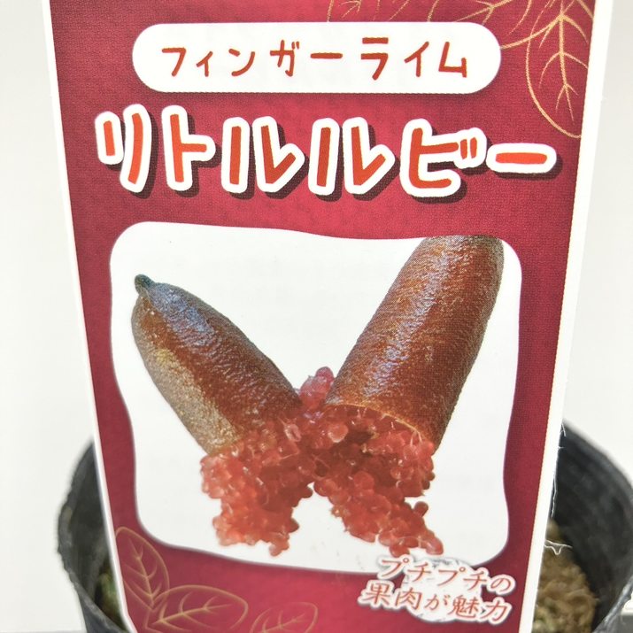 フィンガーライム　リトルルビー　５号接木苗　No960 楽天市場】【現品販売】フィンガーライム 「リトルルビー」 6号