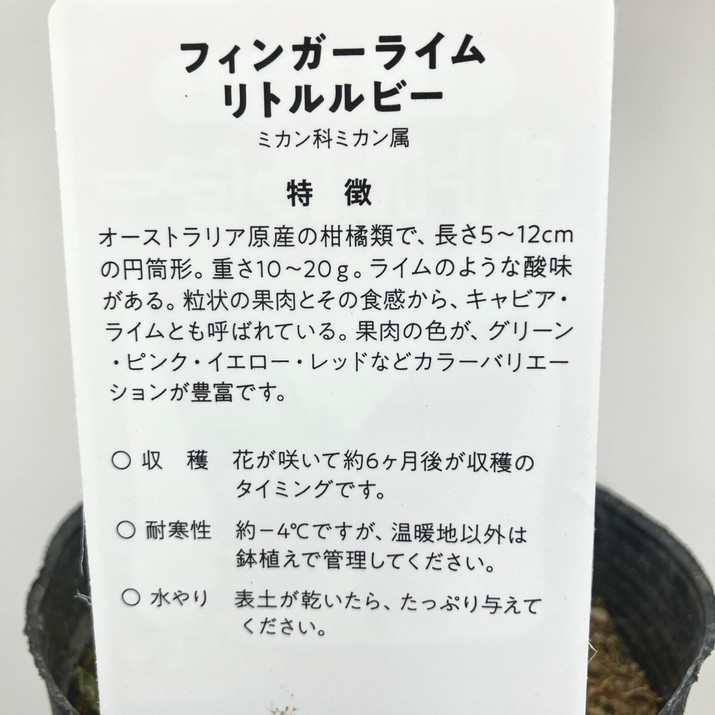 フィンガーライム 3.5号 リトルルビー｜柑橘｜果樹10-TU | 果樹,柑橘