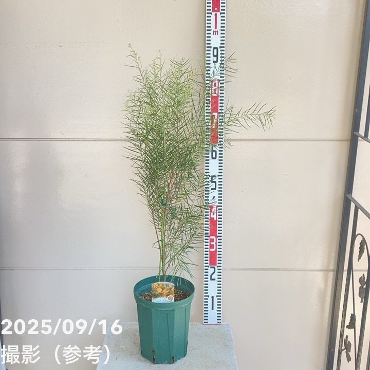 プンゲンス　ポプシー　6号ロングスリット プンゲンス ポプシー 6号ロングスリット鉢 園芸ネット本店｜スリット鉢