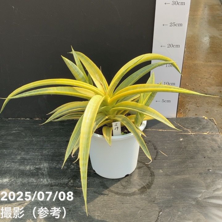 期間限定10％OFF！】【現品お届け】サンスベリア 5号 サイアムゴールド