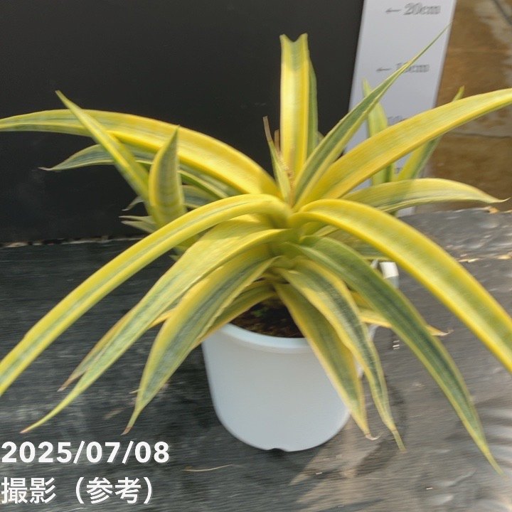 【サンスベリア・ベラ　プラチナムホワイト】 楽天市場】多肉植物 サンスベリア ベラ 5号鉢 高さ約55cm セメント