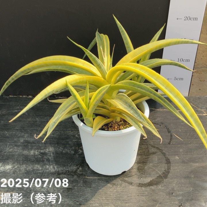サンセベリア　サイアム　ゴールド Sansevieria Siam Gold 【artPLANTs】サンスベリア/サンセベリア
