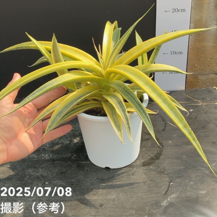 大特価【高級品種　サンスベリア・ベラ　プラチナムホワイト】 大特価【高級品種 サンスベリア・ベラ プラチナムホワイト】 大特価