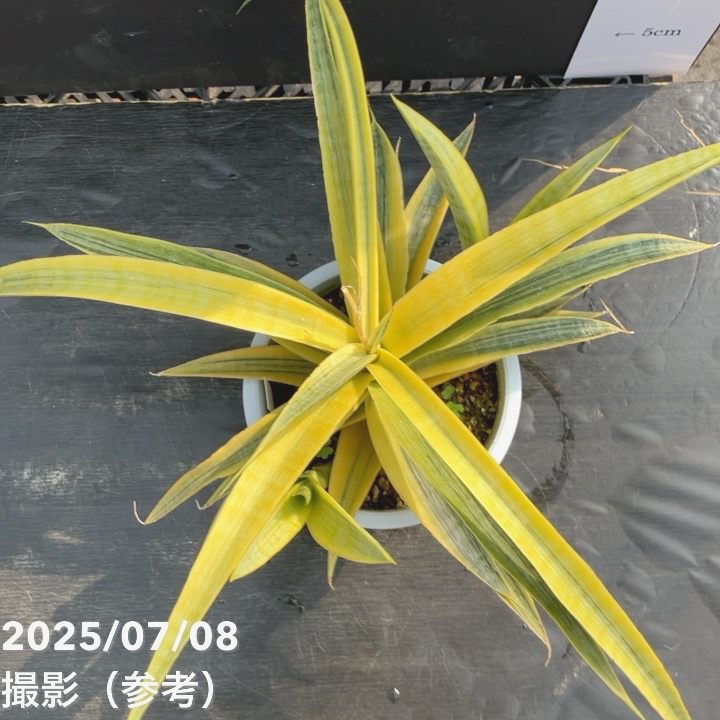 期間限定10％OFF！】【現品お届け】サンスベリア 5号 サイアムゴールド