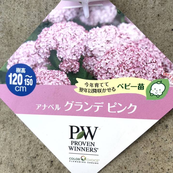 PW アナベル グランデ ピンク 3.5号 PVP｜花木04-PA | 花木・庭木