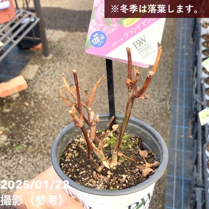 PW アナベル グランデ ピンク 3.5号 PVP｜花木04-PA | 花木・庭木