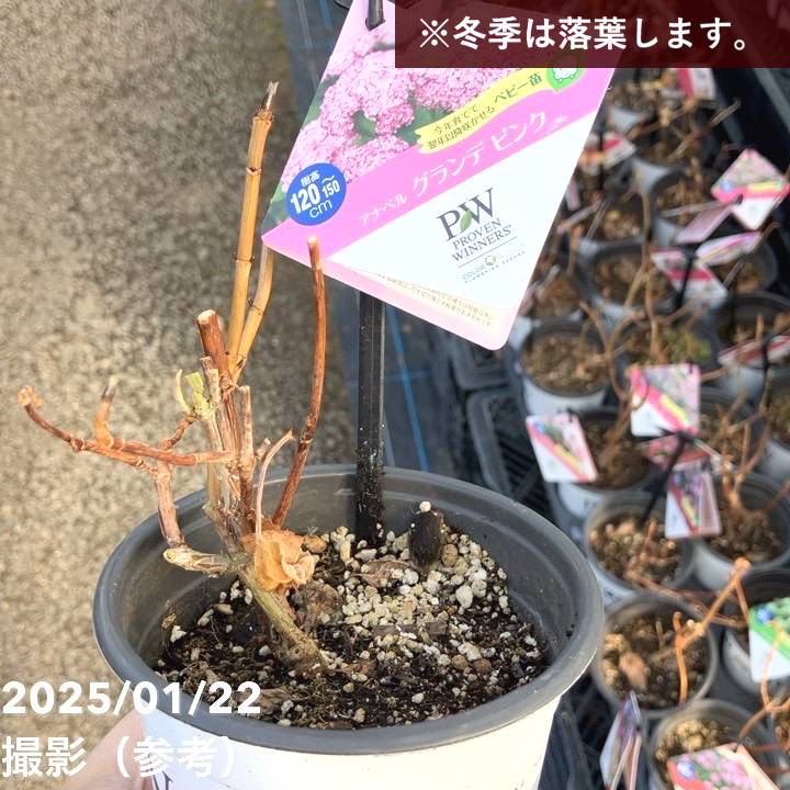 PW アナベル グランデ ピンク 3.5号 PVP｜花木04-PA | 花木・庭木