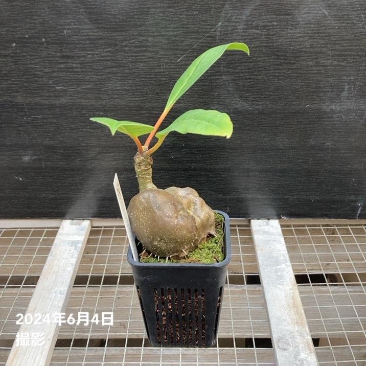 現品お届け】アリ植物 ミルメコディア Myrmecodia platytyrea Southern