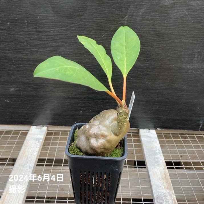 現品お届け】アリ植物 ミルメコディア Myrmecodia platytyrea Southern